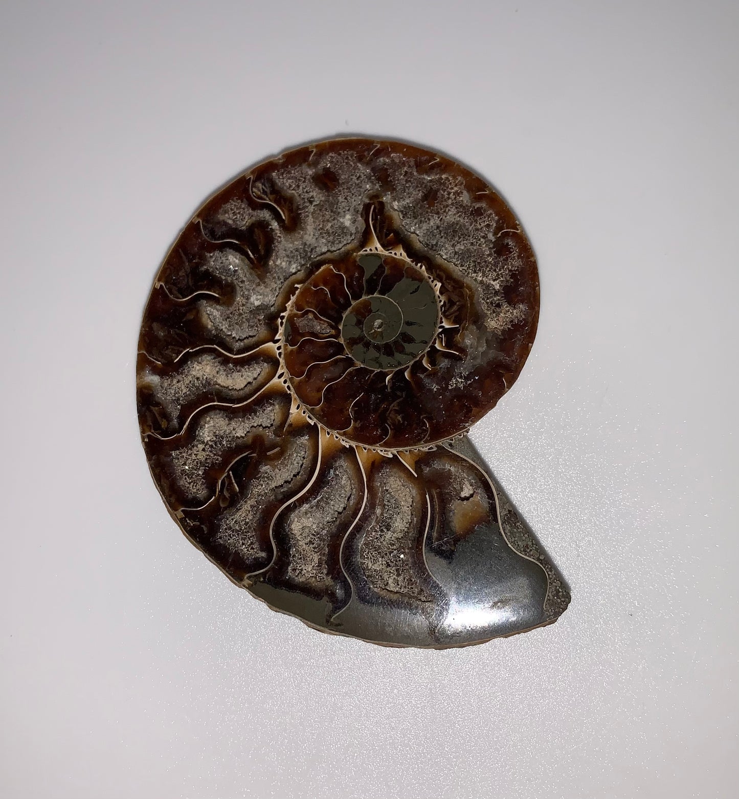 Ammonite