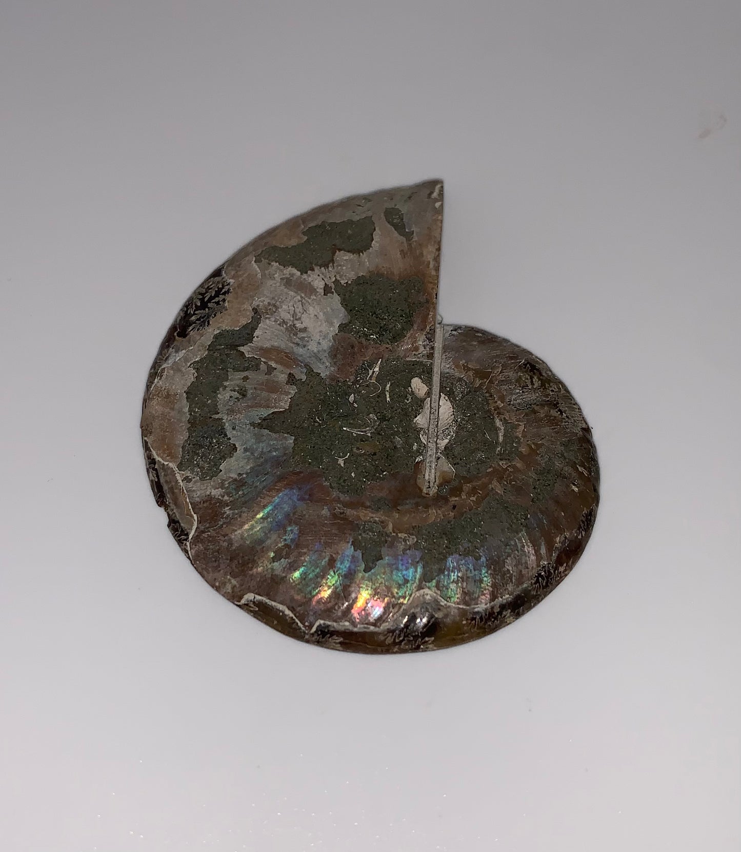 Ammonite
