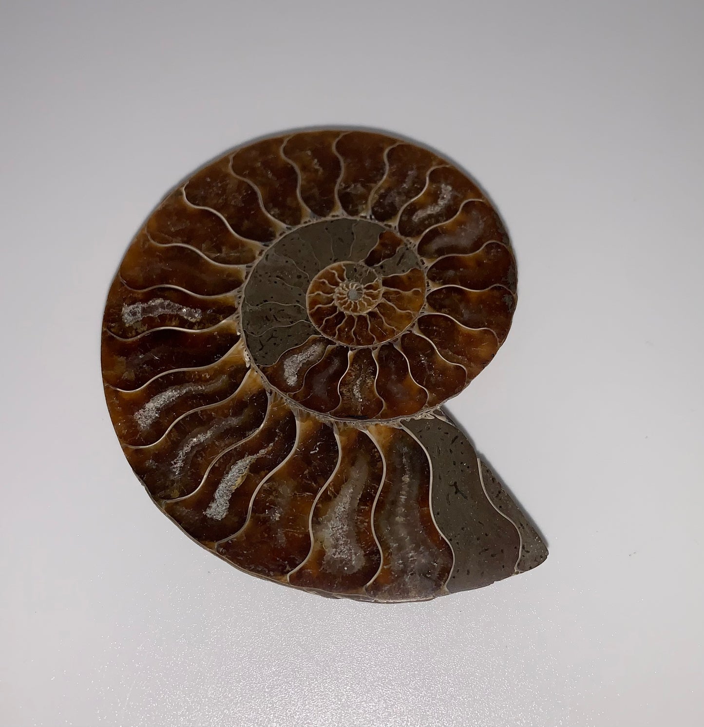 Ammonite