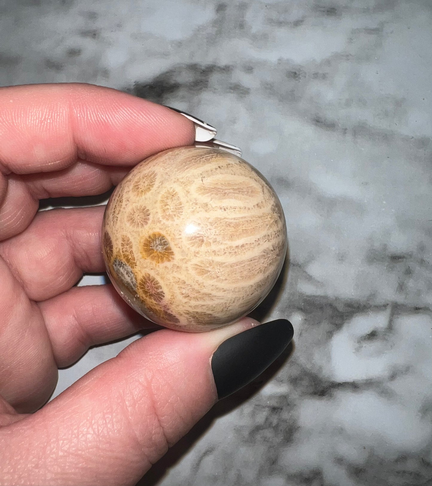 Fossil Coral Sphere 35A