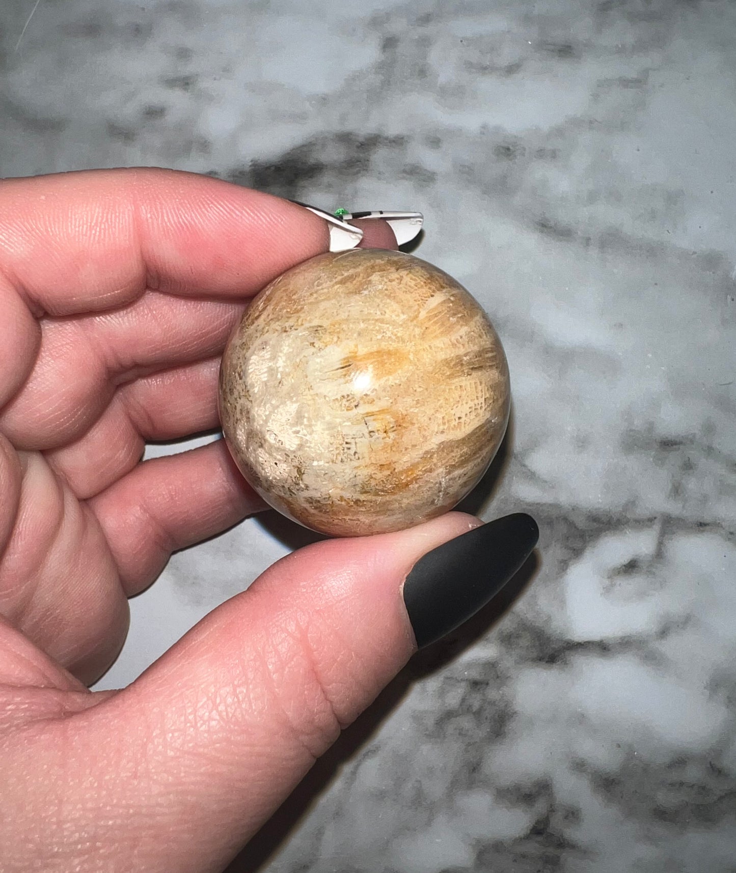 Fossil Coral Sphere 35A