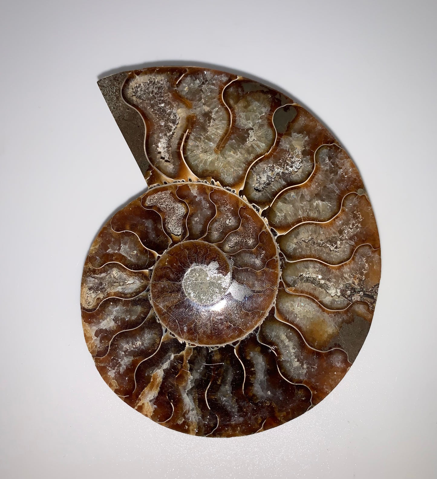 Ammonite