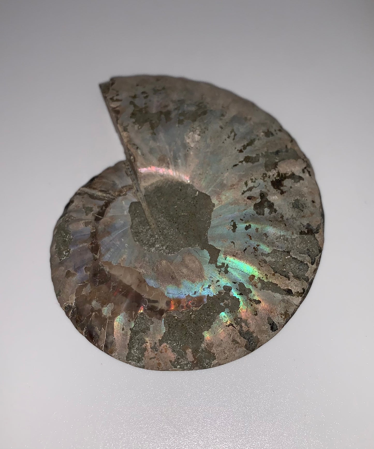 Ammonite