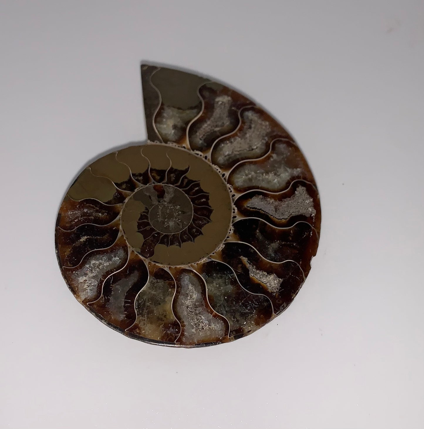Ammonite