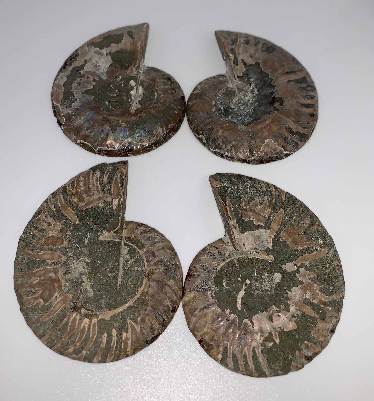 Ammonite