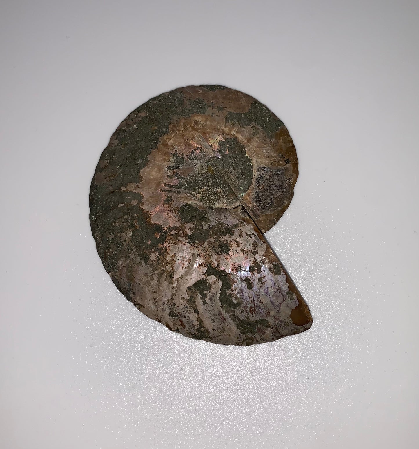 Ammonite