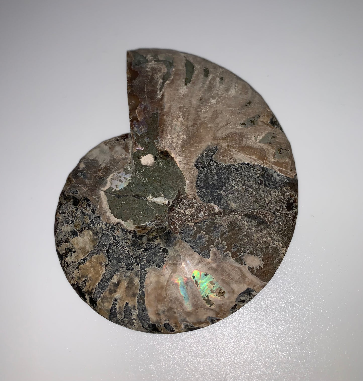 Ammonite