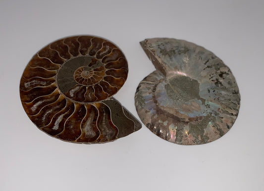 Ammonite