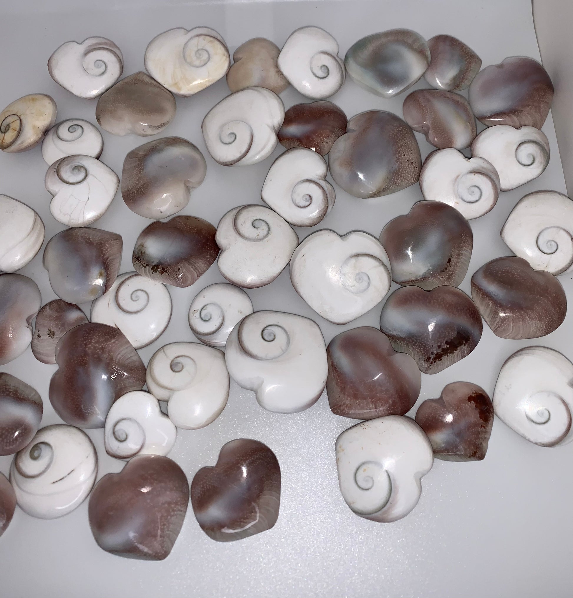 Shiva Shellstone Shiva Shell – Ciao Bella Crystals LLC