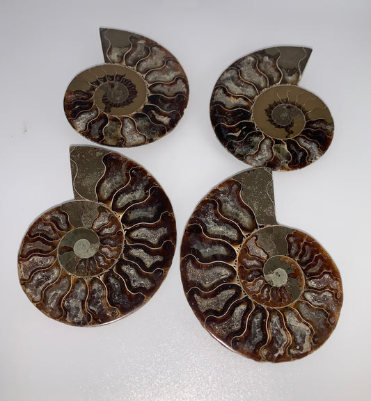 Ammonite