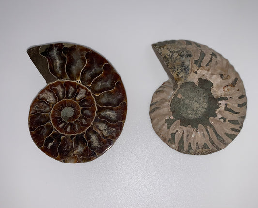 Ammonite