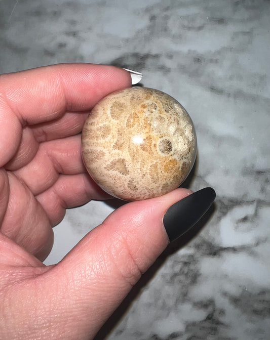 Fossil Coral Sphere 35A