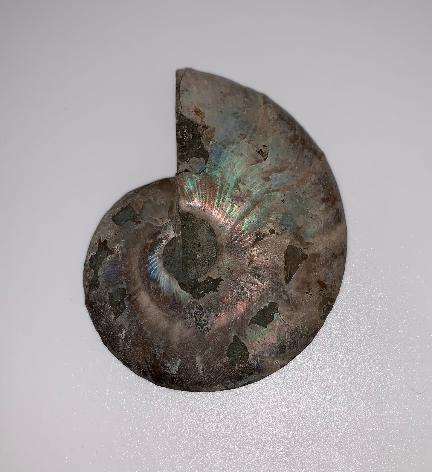 Ammonite