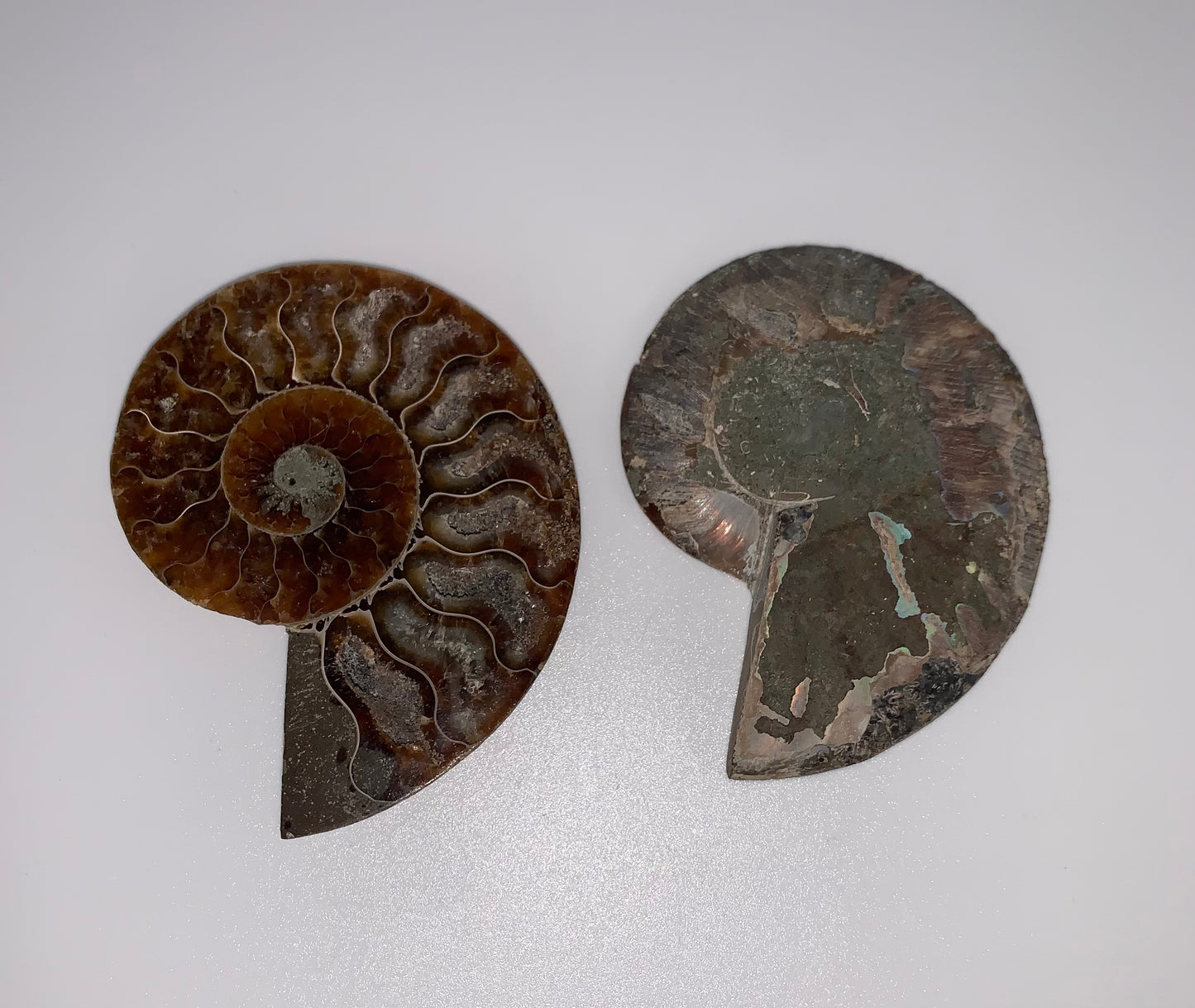 Ammonite