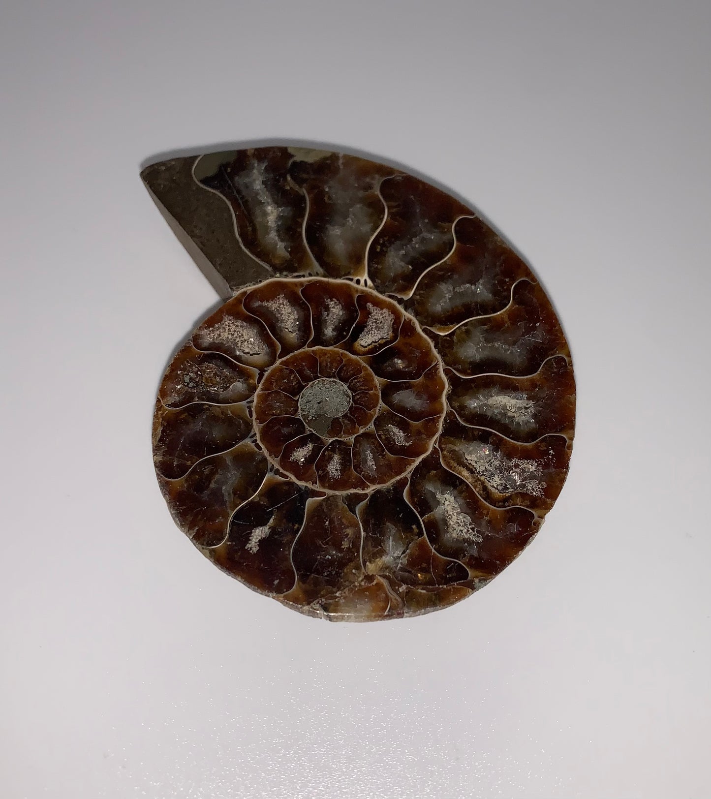 Ammonite