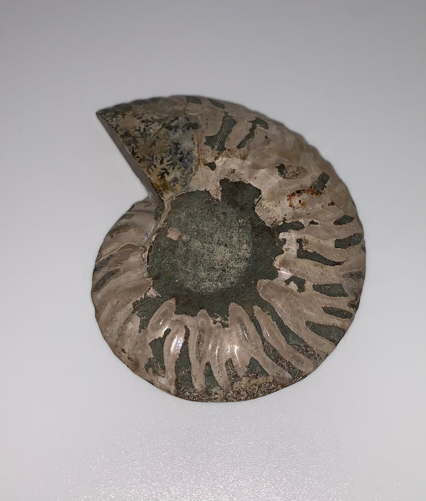 Ammonite