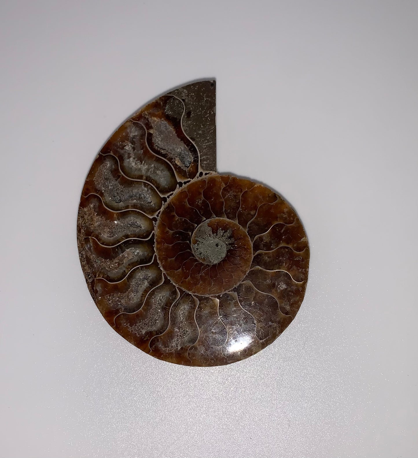 Ammonite