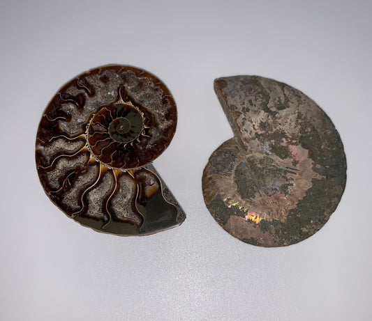 Ammonite