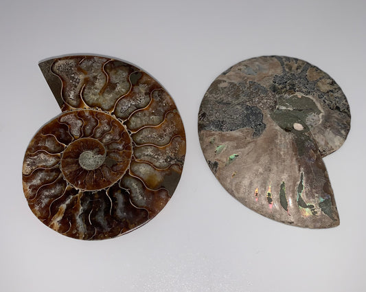 Ammonite