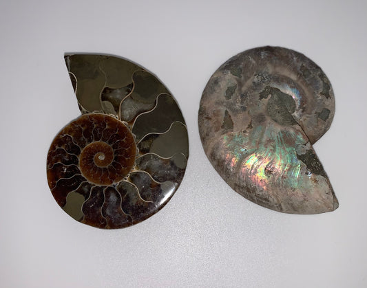 Ammonite