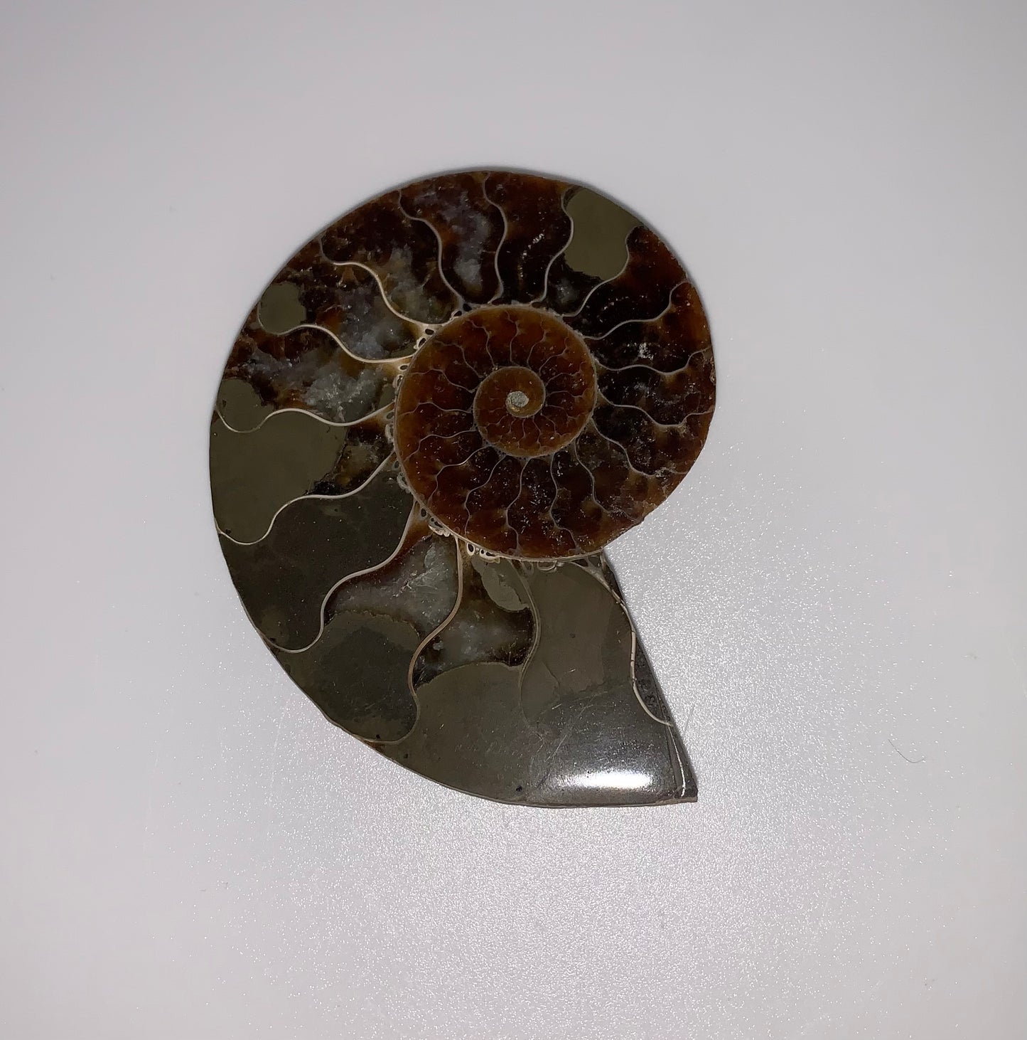 Ammonite